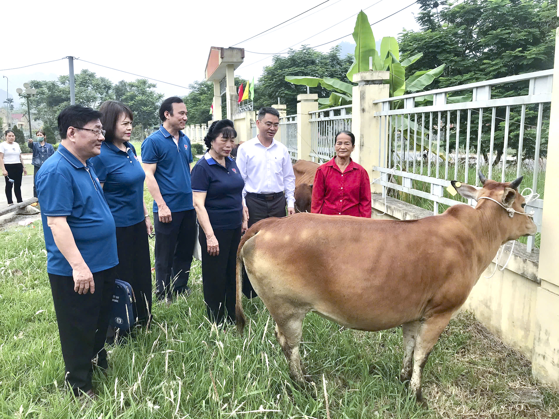 Hội Bảo trợ Người khuyết tật và Trẻ mồ côi tỉnh tặng bò cho hộ nghèo