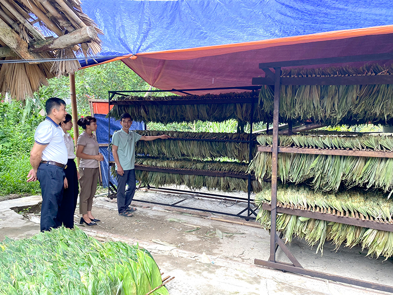 sơ chế lá tre